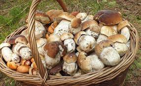 Raccolta Funghi anno 2026